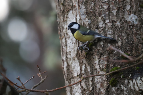 Eurasian nuthatch/nötväcka, Crested tit/tofsmes and Great tit/talgoxe.