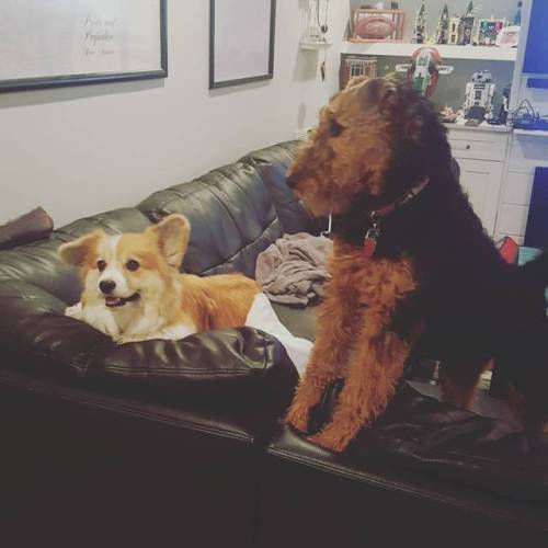 We claim this couch for puppydom! #corgisofinstagram #airedale #corgi #airedalesofinstagram #besties
