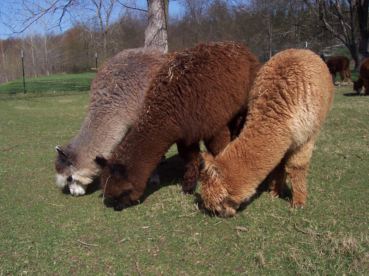 alpacuary:
“Alpacuary, Day 18: Alpacas may look elegant when posed, but the evidence of hay-rolling cannot be denied.
”