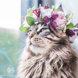 catsofinstagram:  From @leo.mainecoon: “a crown fit for a king 🌺👑” #catsofinstagram [source: https://ift.tt/2wfhKhZ ]