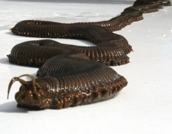 metal-knight:  scootybootyman:  lascocks:  unexplained-events:  This giant(4 foot long) KILLER worm was discovered in an aquarium(Newquay’s Blue Reef Aquarium) in the UK. They found Barry, the giant killer worm, when they were trying to find out what