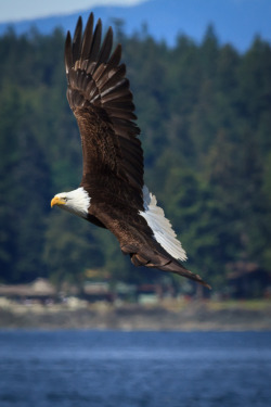 annemckinnell:  Bald Eagle, Campbell River, British ColumbiaCheck out my top 10 wildlife photos of 2016:http://annemckinnell.com/2017/01/10/top-10-wildlife-photos-2016/  