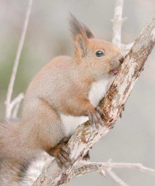 mymodernmet:  7 Incredibly Adorable Animals Unique to Hokkaidō, Japan