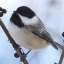 chickadee-3d