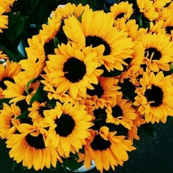 brightindie:  sunflowers 