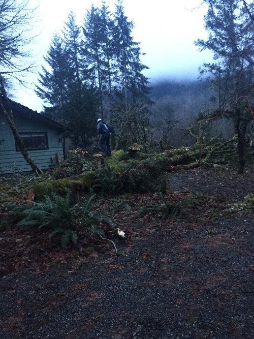 Helped my buddy and his dad cut down some dangerous trees that were going to fall on a house (½)