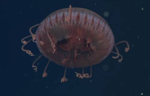 Scientists Uncover a New Deep-Sea Crown Jellyfish Species with Dozens of Coiled Tentacles