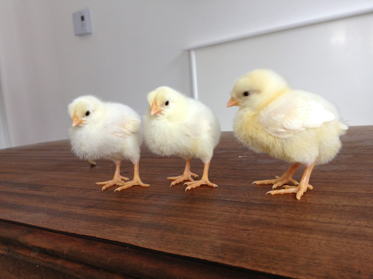 newtowngarden:  Just some morning cuteness. Enjoy. 