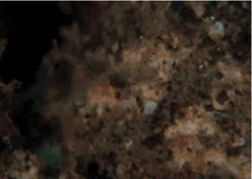 txchnologist: A Marine Critter that Shines Like a Gem Could Make Better Coatings and Displays This t