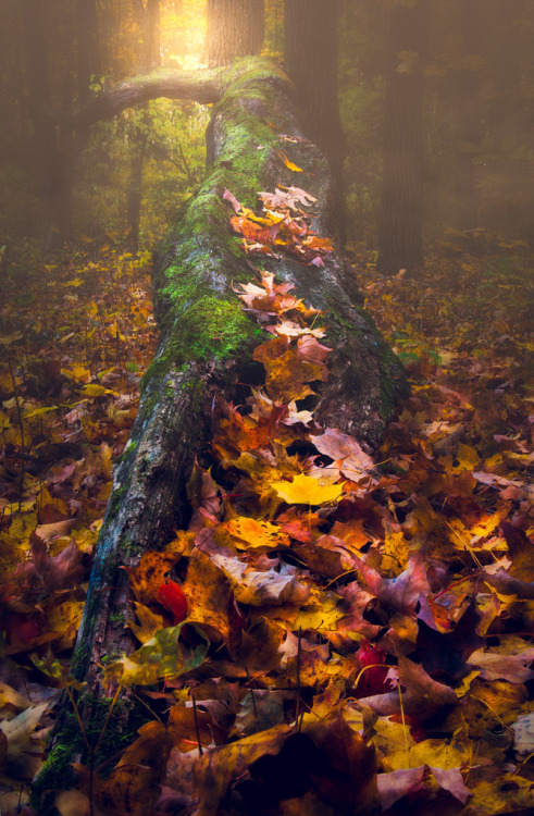 legendary-scholar:  Lay Me Down by Paul Barson porn pictures