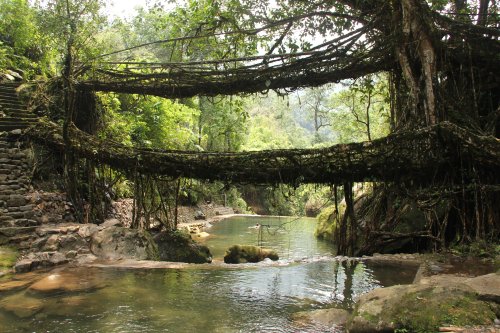 A “Living Bridge” in Meghalaya, India. These bridges are created by coaxing a network of