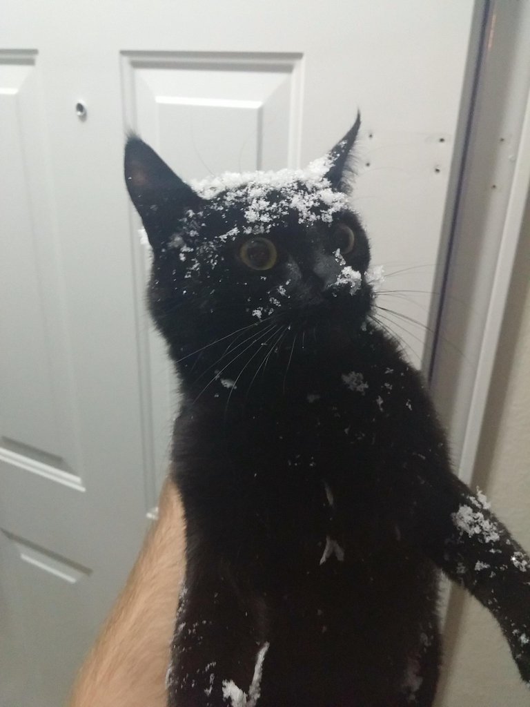 cute-overload:  This is my cat after trying to run out the door….. Into a wall