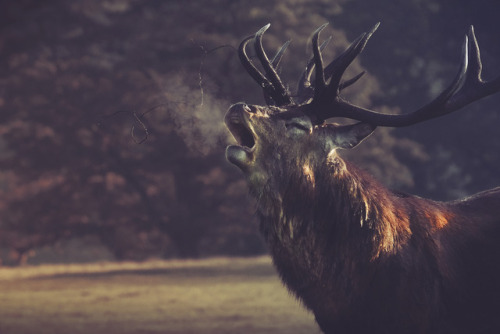 STAG by ALLAN CRUTCHLEY