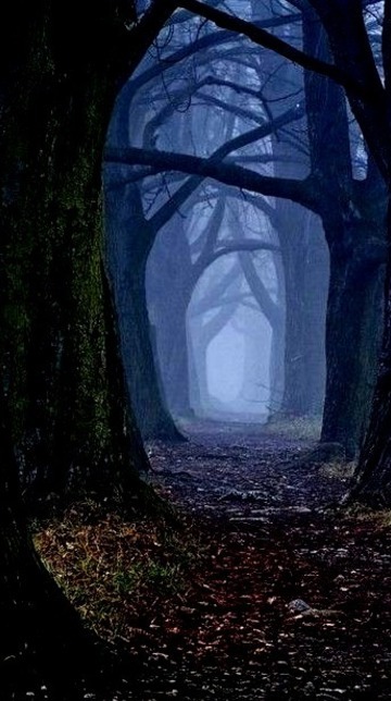 Mystical Forest, Slovakia