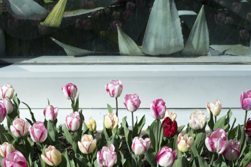 Those flowers though
[April, 2016; Columbus, OH]