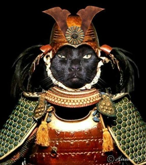 sabanasblancasuniverse: @41Strange: Samurai Cats (by T. Hiroshi) @petermorwood
