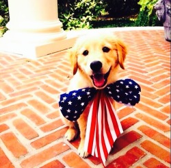 the-bowtie-gentleman:  America and the Pup.