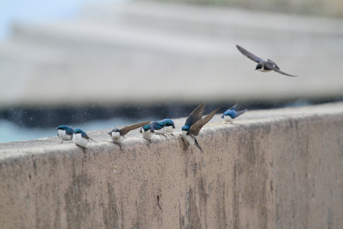 highways-are-liminal-spaces:Waves and Tree Swallows along the breakwall at MontroseChicago, Illinois