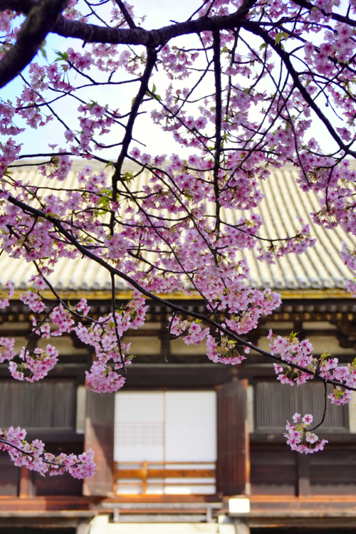 chitaka45: 京都 三十三間堂 河津桜 桜2020 kyoto sanjusangendo cherry blossoms