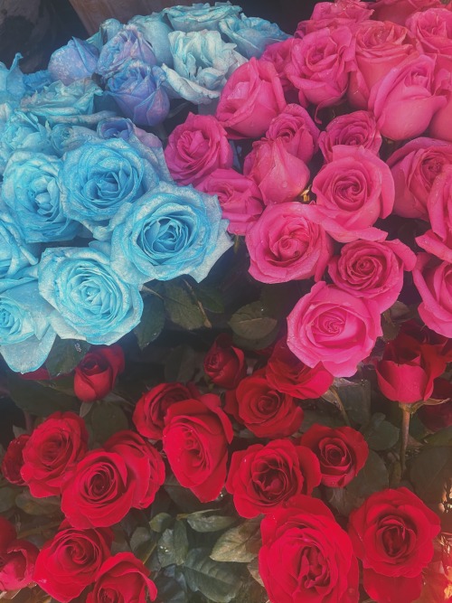 Roses 