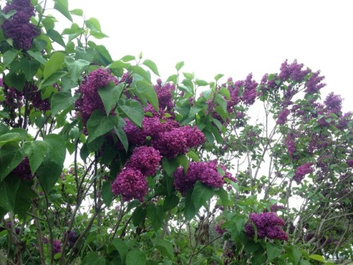 floralwaterwitch:My sister grows the loveliest and most vibrant lilacs I’ve ever seen