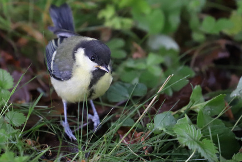 Juvenile Great tit/juvenil talgoxe. This one landed at my feet, looking at me, probably wondering wh