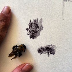 #drawanyway- some tiny #ballpointpen sketches