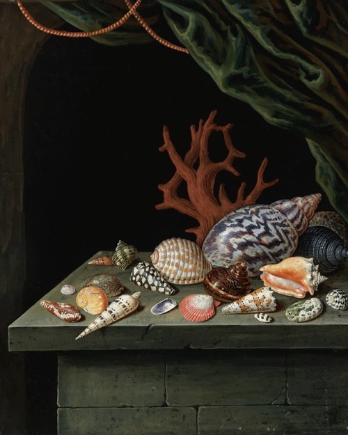 Still life with shells and coral, resting on a stone ledge - manner of Antoine Berjon - possibly c.1