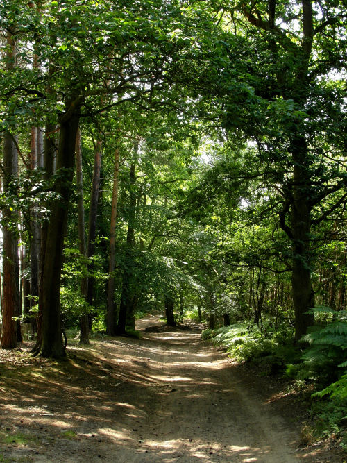 urbanthropologie:  fayfreshwater:  Woodland Trail.     