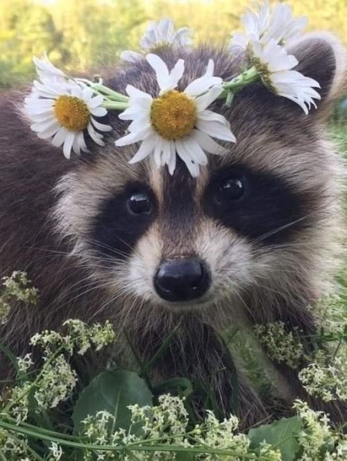 beardyvontattoo: lord-raccoon: i am pretty as fuck @fieldstoforests