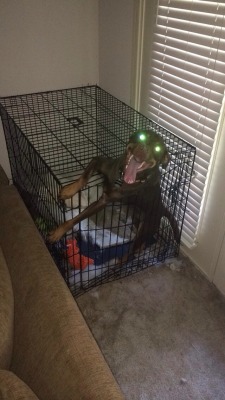 omgbuglen:  godotal:  So I finally caught him in the act of escaping  Did you really think that flimsy wire cage would contain his laser eyes? Consider yourself lucky he didn’t melt you instead. 