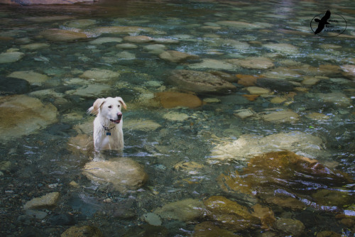 Cutie Woof in the RiverInnocent Thunder PhotographyMystic Raven Adventures