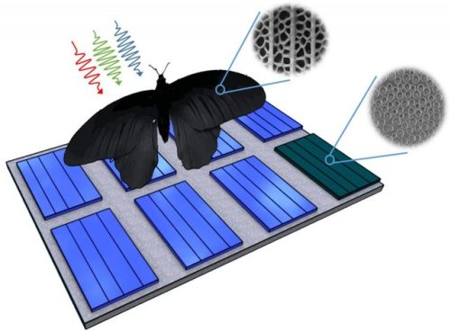 materialsscienceandengineering: Black Butterfly Enhances Photovoltaic Light Absorption Up to 200 Pe