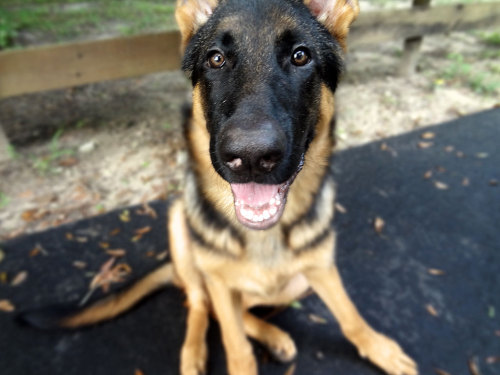 germanshepherddogs:  mainenaturegreyhounds:  That’s not a Greyhound…That’s Rocko: What can I say, I fell in love with Rocko while visiting with Mom, in Florida. Rocko belongs to Mom’s neighbor, Joe, and is a gorgeous 4 month old German Shepherd