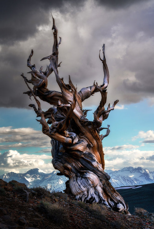 coffeenuts:Bristlecone Tree, California,