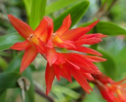 orchid-a-day: Scaphyglottis imbricata Syn.: Hexisea imbricata and many more October 4, 2018  