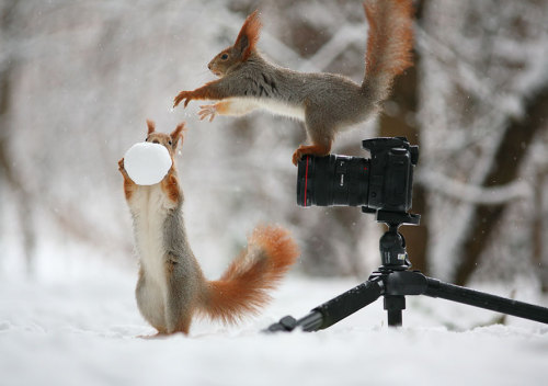 catsbeaversandducks:Russian Photographer Captures The Cutest Squirrel Photo Session EverPhotos by ©Vadim Trunov - Via Bored Panda