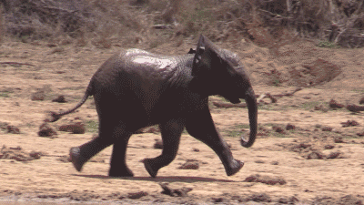 Share a gif if you can't contain your excitement... - 96 Elephants