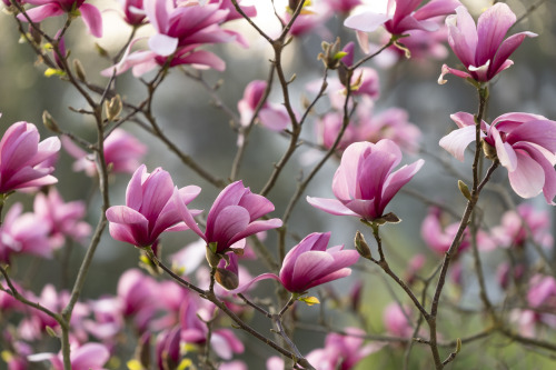 magnolia