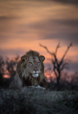 beautiful-wildlife:  The world beneath him by Keith Connelly 