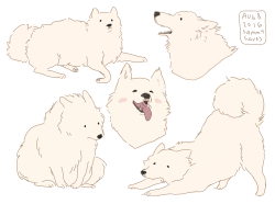 hamotzi:  samoyeds! so soft 