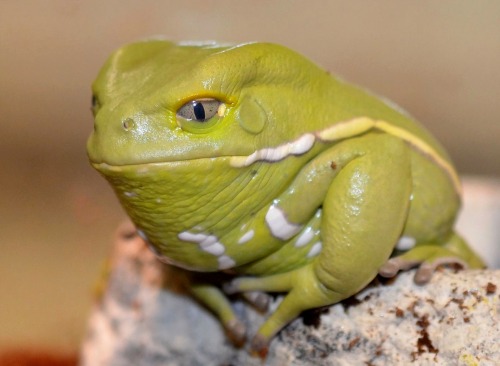 wapiti3:   Phyllomedusa sauvagii, commonly known as the waxy monkey tree frog, waxy monkey frog 