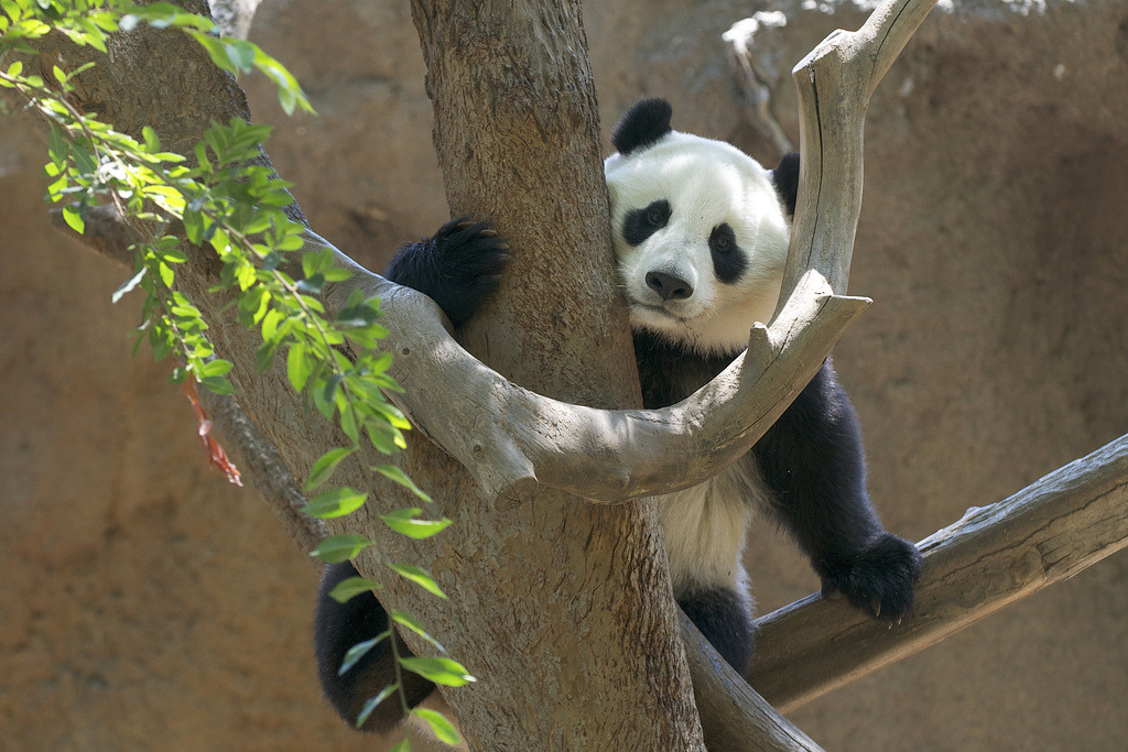 giantpandaphotos:  Zhen Zhen at the San Diego Zoo in California, US, on August 8,