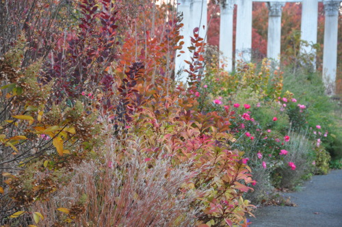 2016 Year in ReviewFiery fall foliage in the west border of the Walled Garden