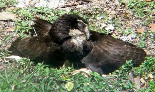 zookeeperproblems: ainawgsd: Owls Sunbathing “Bird Department, a visitor reported your bird is dead…” IT’S!!! SUNBATHING!!!!!!!! 