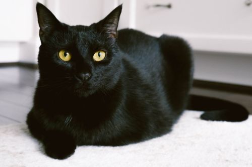What Kind Of Cat Would Callie Be