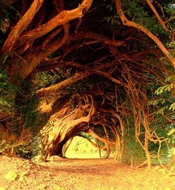 opticallyaroused:  Outrageously Beautiful Trees