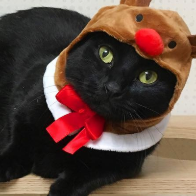 Matching Cat Pfps Christmas Hat