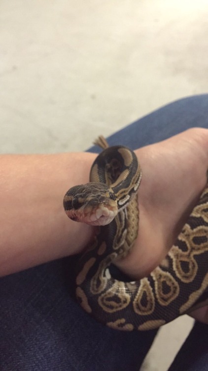 thoughts-that-rage:Reptiblr, meet my new baby. He’s a Black Pastel with one of the cutest faces I’ve