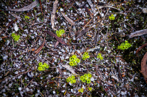 These are called Sundews. They are carnivorous and eat lil bugs.Little alien looking bug eaters.I lo